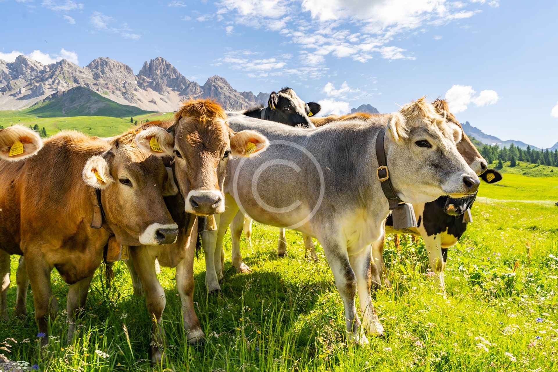 Healthy Animals